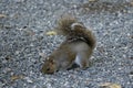 Squirrel Foraging for Food in Gravel