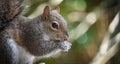 Squirrel Foraging for Food