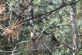 Squirrel in the forest on a branch of a pine tree Royalty Free Stock Photo