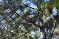 Squirrel in the forest on a branch of a pine tree Royalty Free Stock Photo