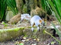 Squirrel Royalty Free Stock Photo