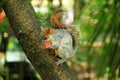 A squirrel in the forest of Chapultepec Royalty Free Stock Photo