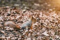 Squirrel in the forest and dry leaves in spring Royalty Free Stock Photo