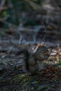 Squirrel on the Forest Floor