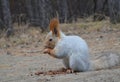 Squirrel in the forest gnawing nuts Royalty Free Stock Photo