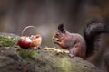 A squirrel in the forest is gnawing nuts. Fairy Postcard. Close-up. Royalty Free Stock Photo