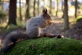 A squirrel in the forest is gnawing nuts. Postcard. Close-up. Royalty Free Stock Photo