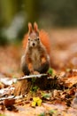 Squirrel Forest Park ÃÂ tepÃÂ¡nka