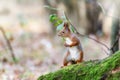 Squirrel in a forest