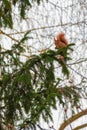 Squirrel in the forest sits on a green fir tree and holds a pine branch Royalty Free Stock Photo