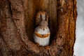 Squirrel in the forest Royalty Free Stock Photo