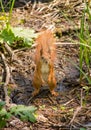 Squirrel in the forest Royalty Free Stock Photo