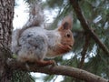 Squirrel in a forest on a tree gnawing a nut Royalty Free Stock Photo