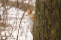 Squirrel in the forest on a tree