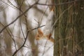 Squirrel in the forest on a tree