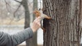 Squirrel in the forest trying to grab a nut from hands