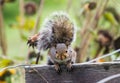 Squirrel close up