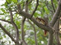 Closeup Squirrel on the Frangipani tree Plumeria