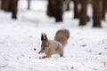 Squirrel front legs digging in the snow in search of food, winter forest Royalty Free Stock Photo