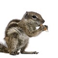 Squirrel in front of a white background