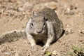 Squirrel with full cheeks scrabbles in the dirt for more snacks Royalty Free Stock Photo