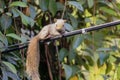 The squirrel full frame is naturally on the cable Royalty Free Stock Photo