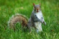 squirrel with funny face Royalty Free Stock Photo