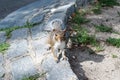 Squirrel with funny face Royalty Free Stock Photo