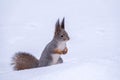 The squirrel funny sits on pure white snow. Portrait of a squirrel