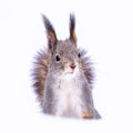 The squirrel funny sits on pure white snow in winter, isolated on white background Royalty Free Stock Photo