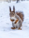 The squirrel funny standing on its hind legs on the white snow