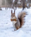 The squirrel funny standing on its hind legs on the white snow