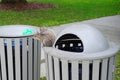 Squirrel on garbage can Royalty Free Stock Photo