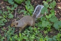 A squirrel in a garden. Royalty Free Stock Photo
