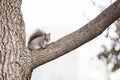 Squirrel Gazing at Me Royalty Free Stock Photo