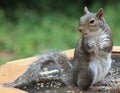 Squirrel - Get off the table?