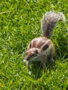 Squirrel, gnawer, Atlantoxerus getulus Royalty Free Stock Photo