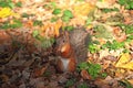 Squirrel gnawing an acorn Royalty Free Stock Photo