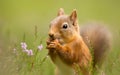 A squirrel is gnawing a nut in a meadow Royalty Free Stock Photo