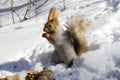 Squirrel gnawing nuts Royalty Free Stock Photo