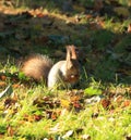 Squirrel gnawing nuts on the grass Royalty Free Stock Photo