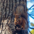 Squirrel gnawing nuts Royalty Free Stock Photo