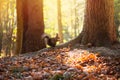 Squirrel gnaws nut on oak tree root, soft sunlight illuminates background. Beautiful autumn day in forest Royalty Free Stock Photo