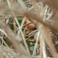 Squirrel gnaws a nut while sitting among dense bare branches on a bush in spring Royalty Free Stock Photo