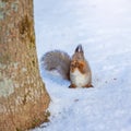 Squirrel gnaws a nut while sitting in the snow, wild squirrel in the forest in winter Royalty Free Stock Photo