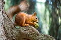 Squirrel gnaws a nut in tree Royalty Free Stock Photo
