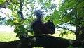 Squirrel gnaws nut on a tree