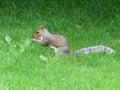 Squirrel gnaws nuts in Hyde Park in London