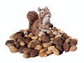 Squirrel Gnome with Nuts Royalty Free Stock Photo