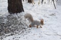 Squirrel goes though the snow